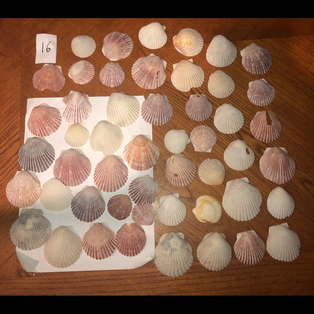 Lot of seashells #16